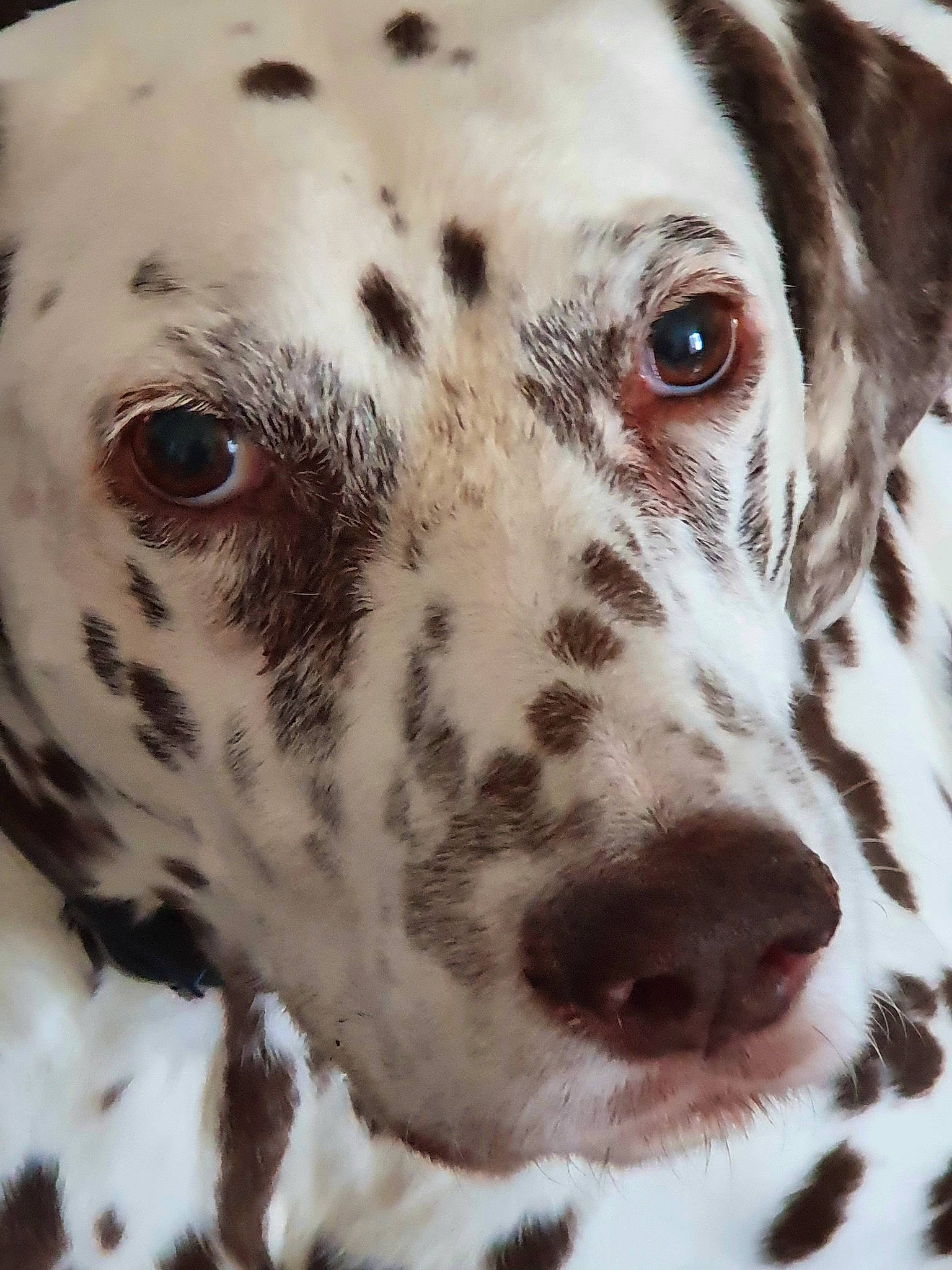 Kira a rejoint le concours — aidez-le/la à gagner de superbes lots ! canidae, carnivore, companion_dog, dalmatian, dog, dog_breed, fawn, fur, great_dane, non_sporting_group, photography, snout, sporting_group, terrestrial_animal, whiskers, white, working_animal