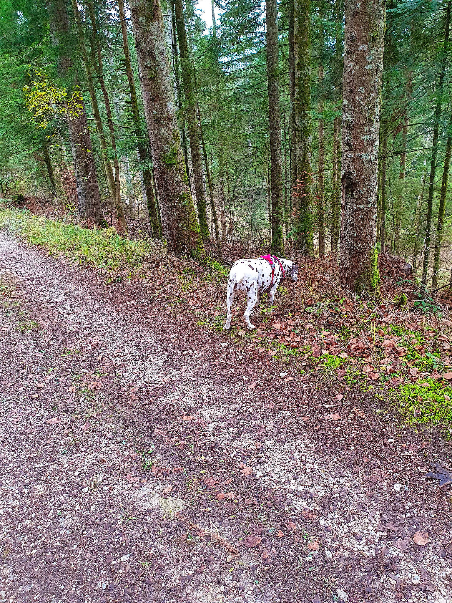 Kira participe au concours pour gagner de l'argent avec cette photo : biome, carnivore, dog, dog_breed, fawn, forest, grass, groundcover, natural_landscape, plant, sporting_group, tail, temperate_broadleaf_and_mixed_forest, terrestrial_plant, tree, trunk, wood, woodland, woody_plant, working_animal