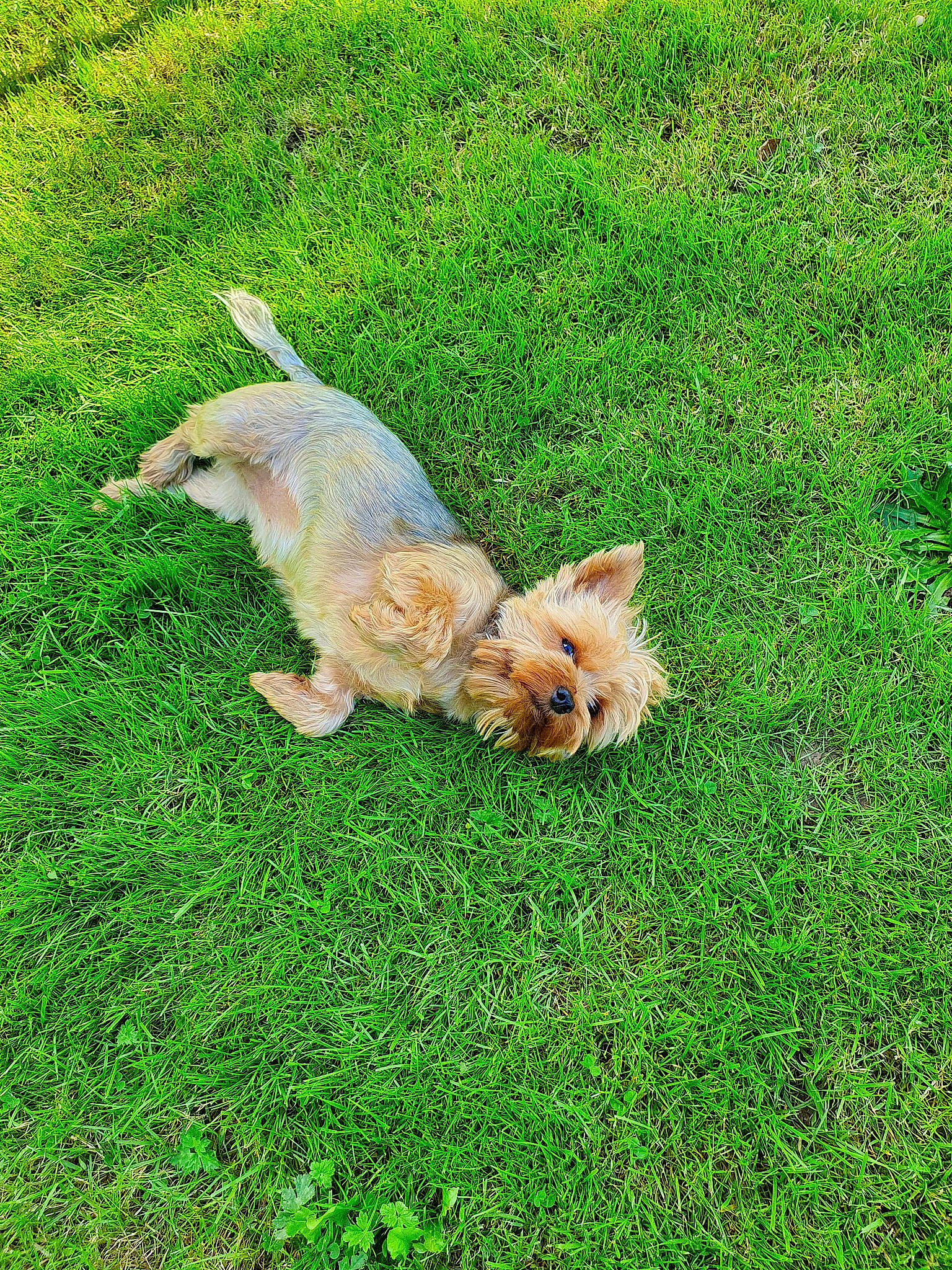 Lily participe au concours pour gagner de l'argent avec cette photo : canidae, carnivore, companion_dog, dog, dog_breed, fawn, grass, grass_family, grassland, groundcover, lawn, people_in_nature, plant, puppy, sporting_group, tail, terrestrial_animal, toy, toy_dog, water_dog