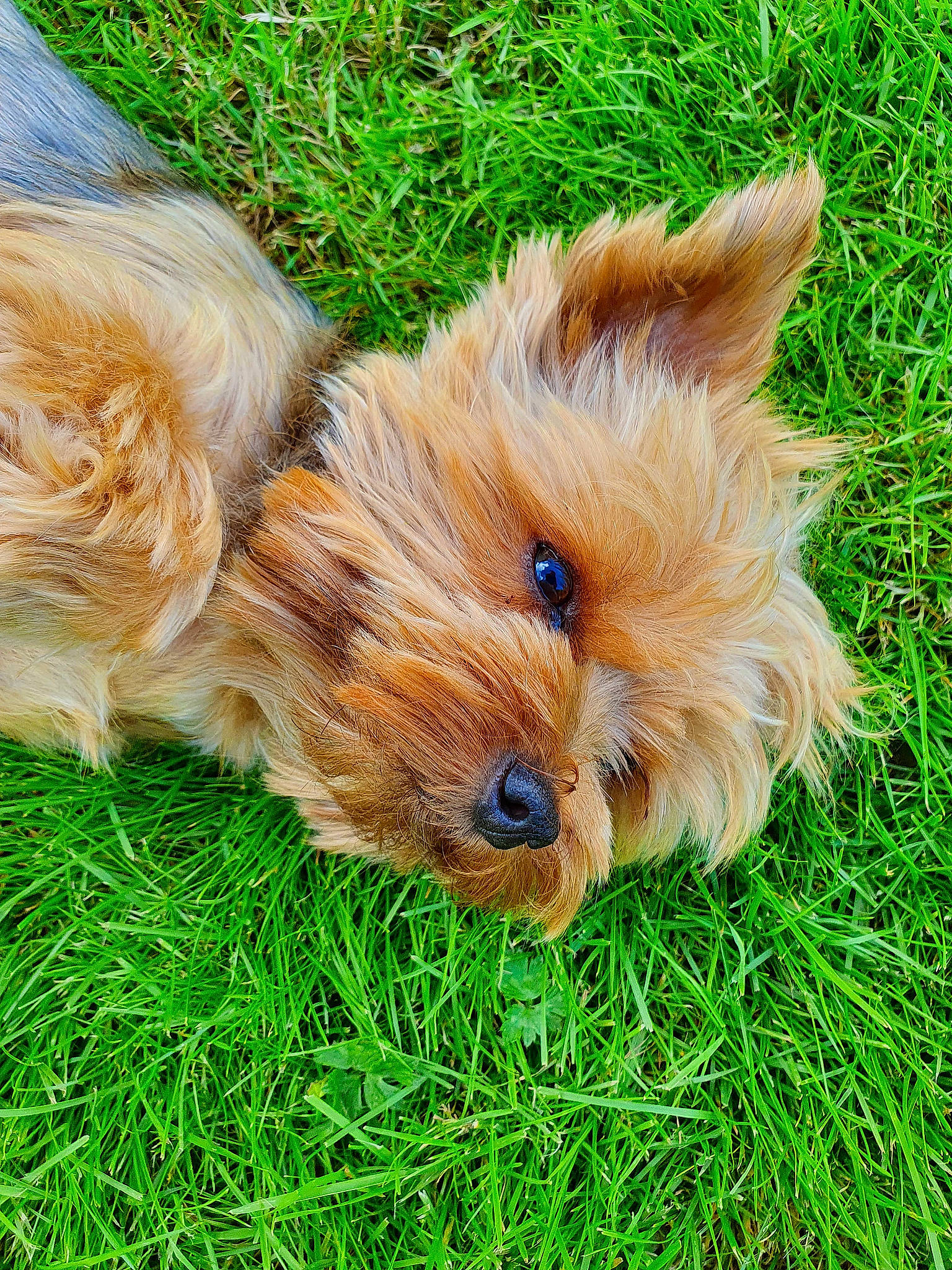 Lily a rejoint le concours — aidez-le/la à gagner de superbes lots ! australian_terrier, biewer_terrier, canidae, carnivore, companion_dog, dog, dog_breed, fawn, fur, grass, liver, plant, small_terrier, snout, sporting_group, terrier, toy_dog, whiskers, working_animal, yorkshire_terrier