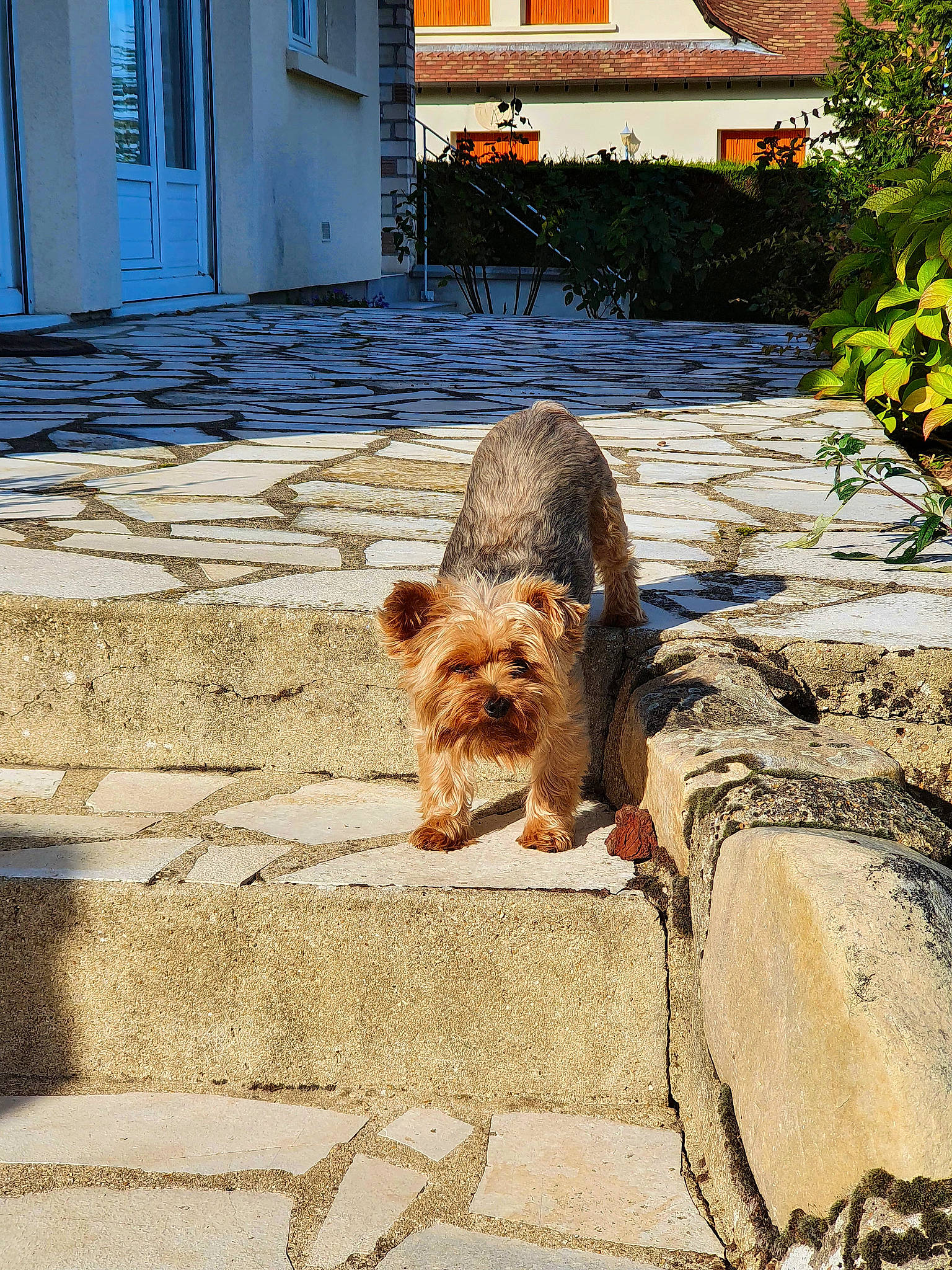 Lily participe au concours pour gagner de l'argent avec cette photo : building, carnivore, companion_dog, dog, dog_breed, door, fawn, flooring, grass, house, landscape, plant, road_surface, sidewalk, snout, tail, terrestrial_animal, terrier, window, wood