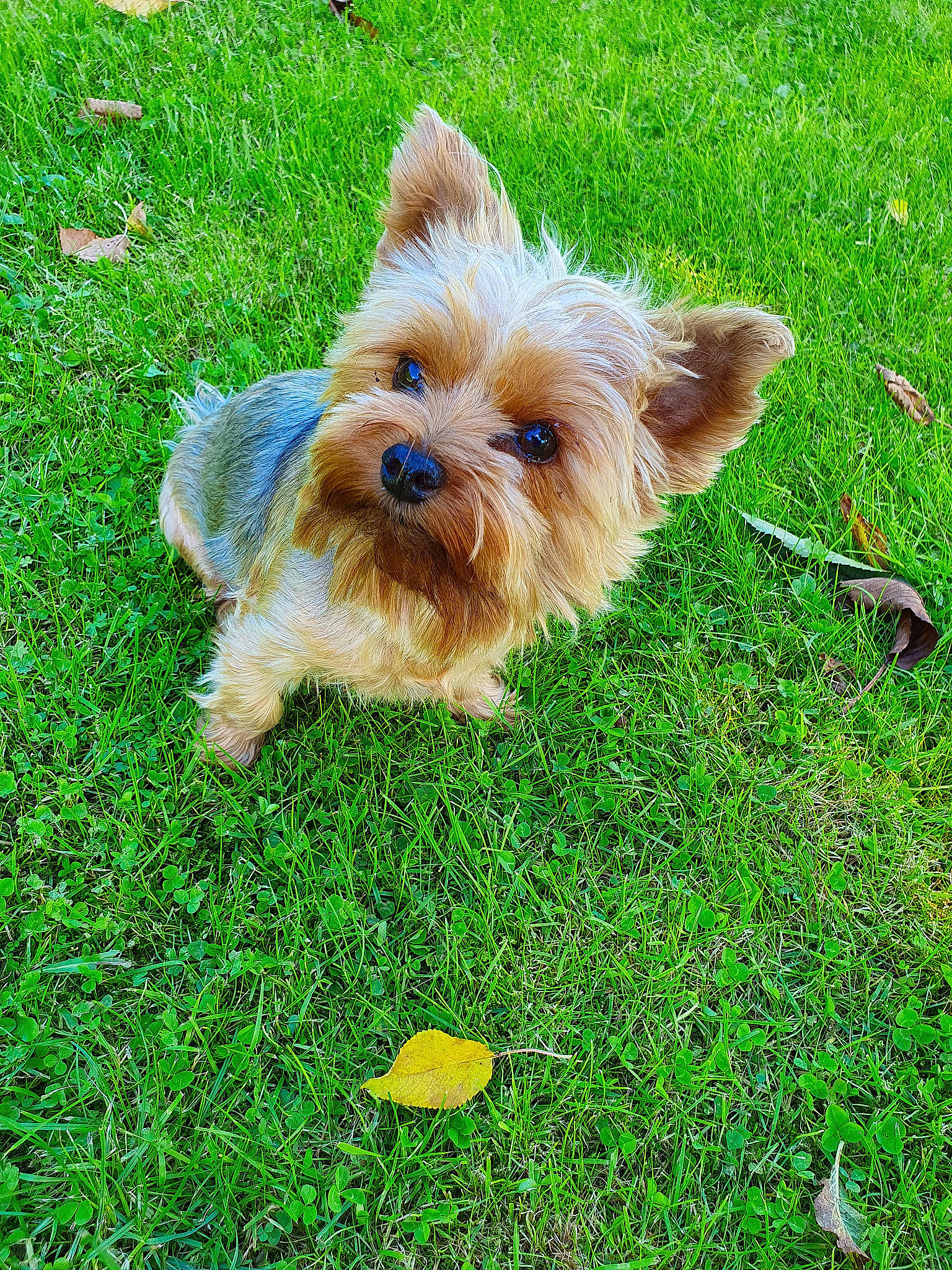 Lily a rejoint le concours — aidez-le/la à gagner de superbes lots ! biewer_terrier, canidae, carnivore, companion_dog, dog, dog_breed, dog_supply, fawn, grass, grassland, groundcover, liver, small_terrier, snout, sporting_group, tail, terrier, toy_dog, water_dog, working_animal