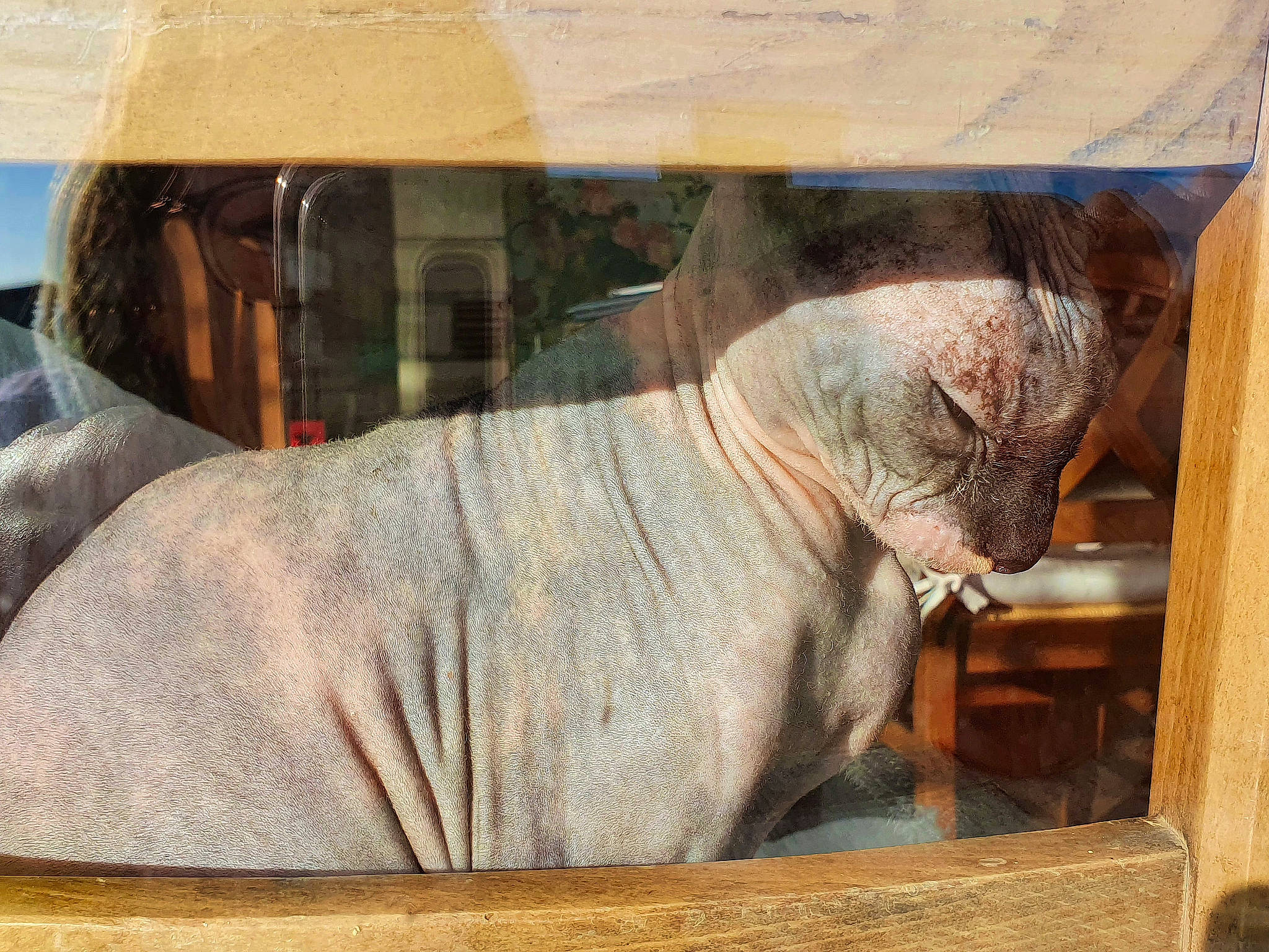 Lona participe au concours pour gagner de l'argent avec cette photo : art, comfort, elephants_and_mammoths, fawn, glass, snout, terrestrial_animal, vehicle_door, visual_arts, wildlife, windshield, wood, working_animal, wrinkle