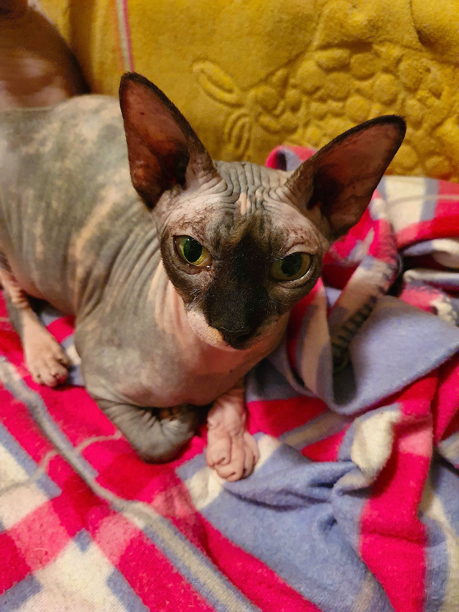 Lona participe au concours pour gagner de l'argent avec cette photo : carmine, carnivore, cat, comfort, cone, dog_breed, donskoy, fawn, felidae, fur, mammal, pattern, small_to_medium_sized_cats, snout, terrestrial_animal, vertebrate, whiskers