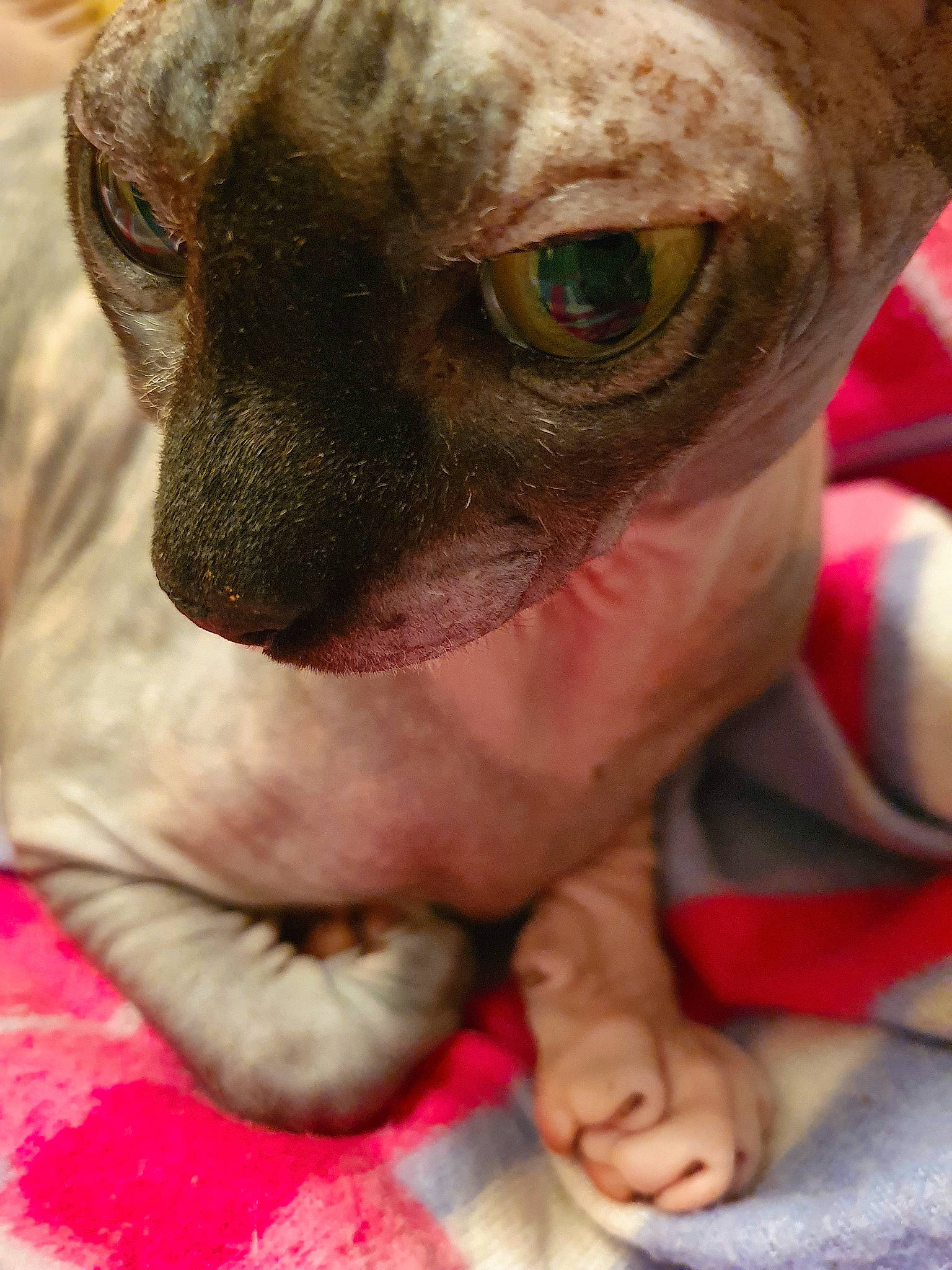 Lona a rejoint le concours — aidez-le/la à gagner de superbes lots ! carnivore, close_up, comfort, companion_dog, dog, dog_breed, eye, fawn, flesh, snout, sunglasses, terrestrial_animal, toy_dog, whiskers, working_animal, wrinkle