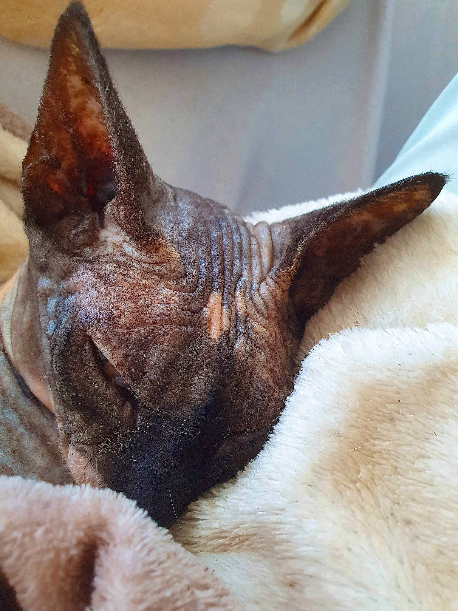 Lona a rejoint le concours — aidez-le/la à gagner de superbes lots ! carnivore, cat, claw, comfort, dog, dog_breed, fawn, felidae, fur, liver, nap, paw, small_to_medium_sized_cats, snout, terrestrial_animal, whiskers, working_animal