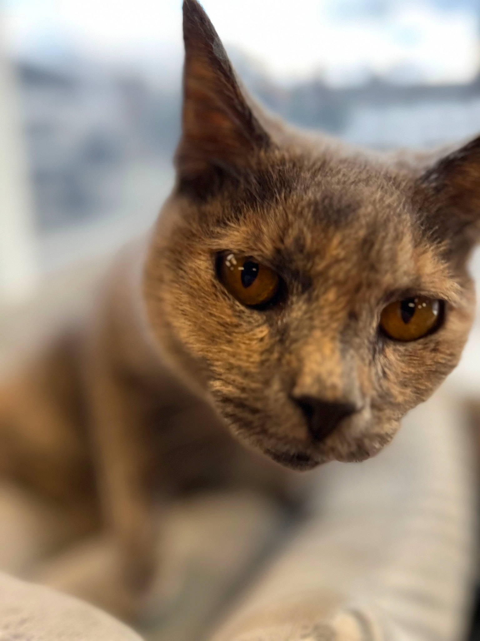 Kenzie is registered to the contest to win money with this photo: carnivore, cat, domestic_short_haired_cat, felidae, fur, small_to_medium_sized_cats, snout, terrestrial_animal, whiskers, wildlife, window