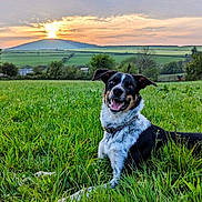 Alfie joined the competition — help win amazing prizes! animal, canine, clouds, collar, dog, field, flora, grass, greenery, happy, hill, landscape, nature, outdoor, pet, relaxed, sky, smiling, sunset, trees
