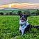 Alfie