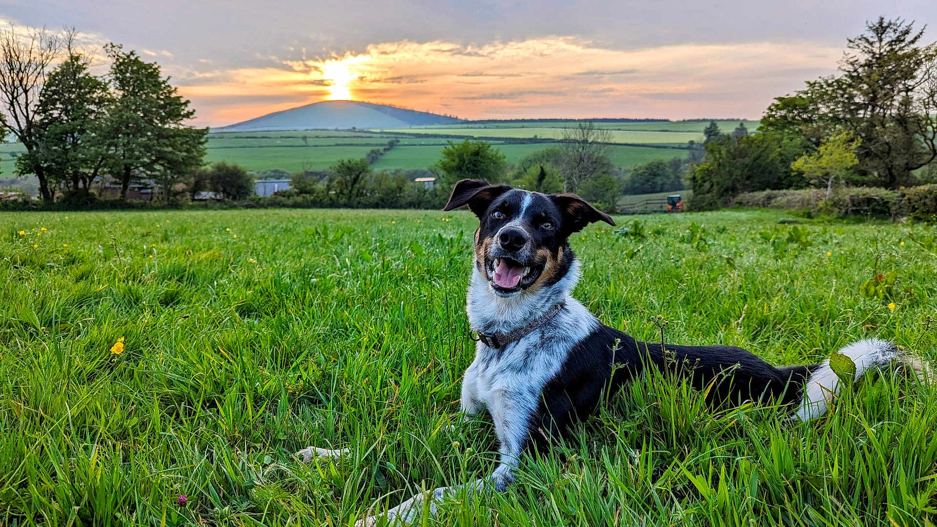 Alfie
