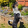 backyard, bubbles, canine, daylight, dog, fence, flowers, garden, grass, greenery, happy, jumping, nature, outdoor, pet, plants, playful, stone_wall, summer, sunlight