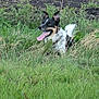 Alfie is registered to the contest to win money with this photo: animal, canine, collar, dog, ears_up, field, fur, grass, greenery, happy, nature, outdoor, pet, playful, summer, sunlight, tail, tongue, tongue_out, wildflowers