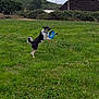 Alfie is registered to the contest to win money with this photo: active, animal, canine, catch, cloudy_sky, dog, field, frisbee, fun, grass, greenery, hill, jumping, landscape, nature, outdoor, pet, play, sport, summer