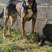 Toblerone joined the competition — help win amazing prizes! animal, black, brown, canine, collar, concrete_wall, daylight, dog, ears_up, fence, grass, happy, nature, outdoor, pet, playful, standing, sunlight, tongue_out, yard