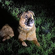 Pascal Foucher a rejoint le concours — aidez-le/la à gagner de superbes lots ! animal, canine, collar, darkness, dog, ears, eyes, fur, german_shepherd, grass, illuminated, laying_down, mammal, nature, night, outdoor, pet, snout, spotlight, tongue