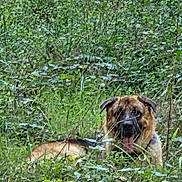 Titus a rejoint le concours — aidez-le/la à gagner de superbes lots ! animal, canine, daylight, dog, ears, face, field, fur, grass, greenery, leaves, lying_down, natural, nature, outdoor, pet, plants, relaxed, tongue_out, wild