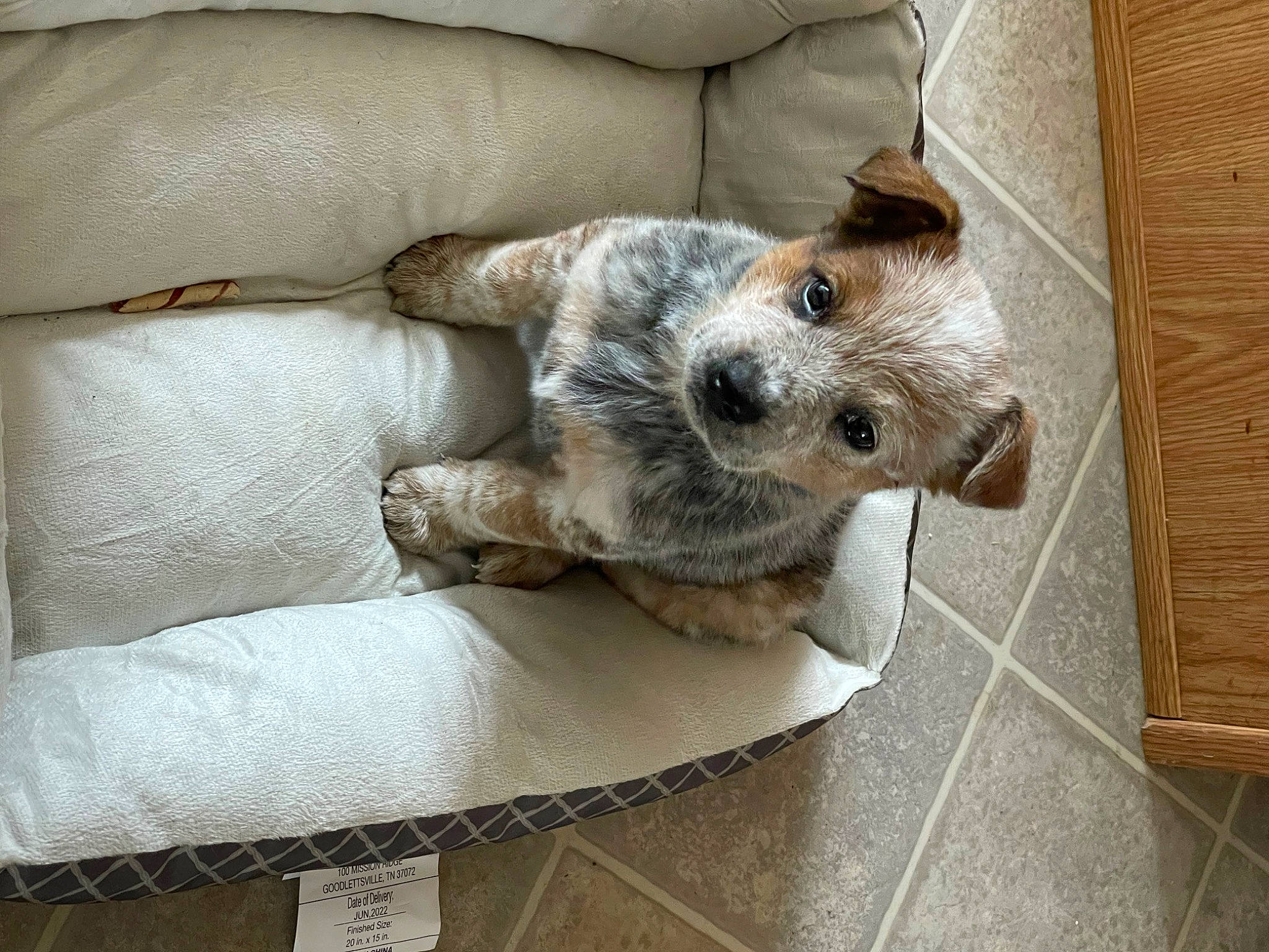 Groot is registered to the contest to win money with this photo: carnivore, comfort, companion_dog, couch, dog, dog_breed, dog_supply, fawn, flooring, fur, furniture, hardwood, paw, sofa_bed, sporting_group, studio_couch, terrier, toy_dog, wood, working_animal