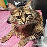 animal, bed, cat, closeup, curious, cute, domestic_animal, ears, eyes, face, feline, fluffy, fur, indoor, lying_down, paws, pet, pink_bedspread, tabby, whiskers