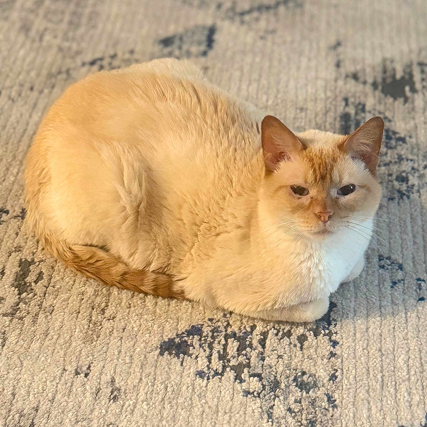 Whiskers joined the competition — help win amazing prizes! cat, cream_colored, orange_markings, carpet, textured, patterned, indoor, pet, feline, resting, cozy, fur, animal, domestic, cute, relaxed, whiskers, ears, tail, laying_down