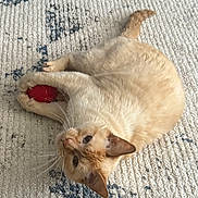 Whiskers is registered to the contest to win money with this photo: cat, cream_colored, red_ball, rug, texture, pet, indoor, playful, curious, whiskers, claws, fur, paws, relaxed, animal, cute, domestic, looking_up, floor, toy