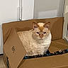 cat, cardboard_box, indoor, light_brown, orange_markings, amazon_prime_tape, pet, feline, box, door, wall, floor, curious, sitting, domestic_animal, fur, animal, home, quiet, cozy
