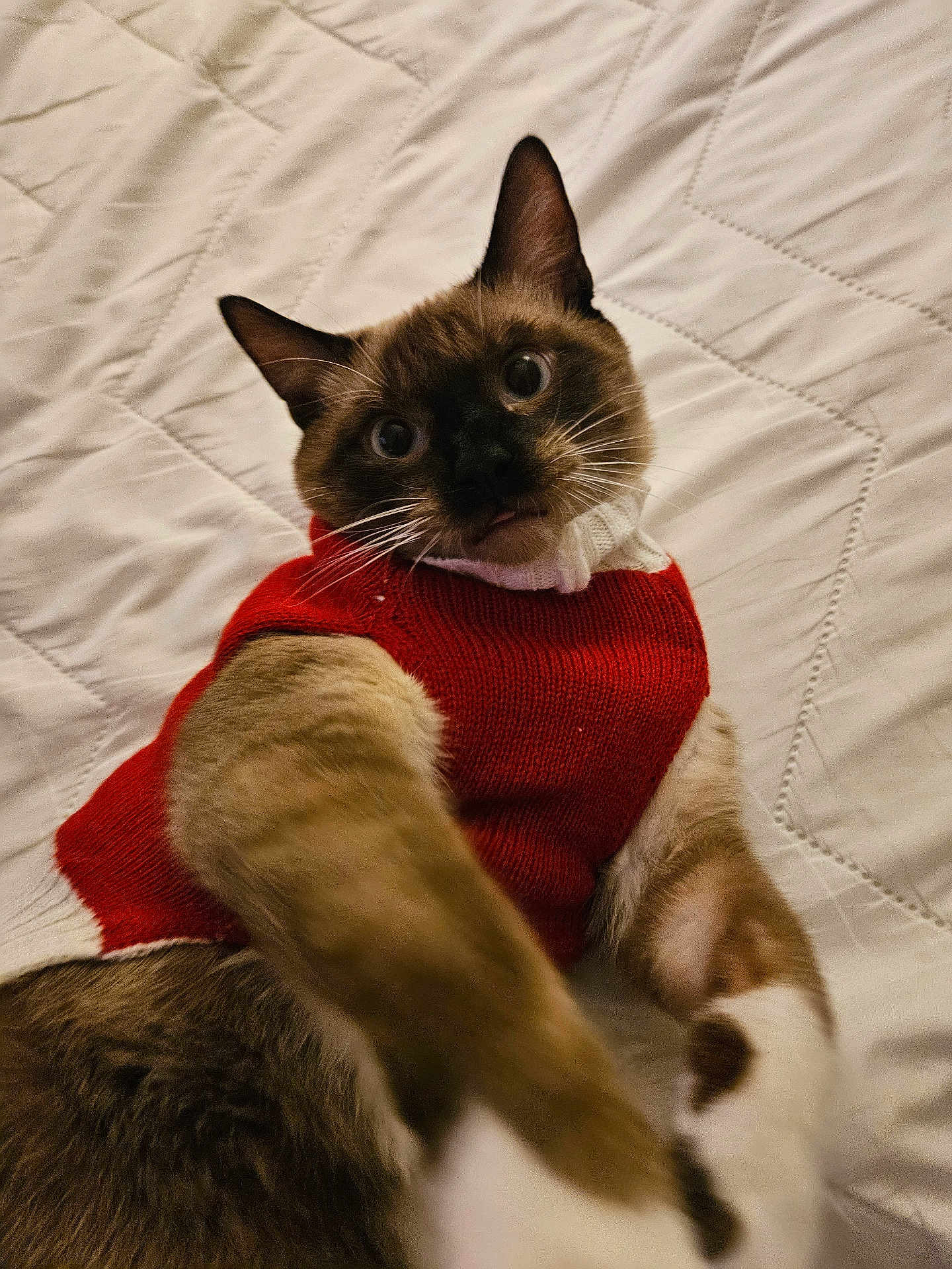 Mosby joined the competition — help win amazing prizes! cat, pet, sweater, red, white, bed, quilt, fur, playful, curious, animal, indoor, cozy, closeup, whiskers, ears, paw, feline, cute, portrait