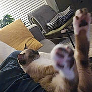 Mosby joined the competition — help win amazing prizes! cat, paws, indoor, cozy, couch, chair, cushion, window_blinds, furniture, relaxed, pet, animal, fur, home, living_room, stretching, mammal, domestic, whiskers, sleepy