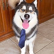 Zorro is registered to the contest to win money with this photo: dog, husky, tie, pet, indoor, floor, tile, cabinet, tongue_out, happy, smiling, fur, animal, canine, tail, blue_tie, standing, house, wood, cute