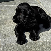 Awai a rejoint le concours — aidez-le/la à gagner de superbes lots ! puppy, dog, black_dog, laying_down, outdoor, sunlight, stone_patio, fur, pet, animal, canine, young_dog, relaxed, shadow, side_view, curious, cute, nature, daylight, domestic_animal