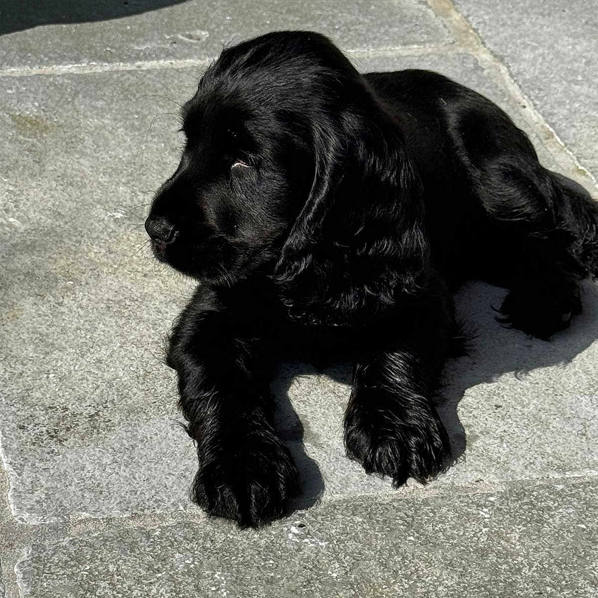 Awai a rejoint le concours — aidez-le/la à gagner de superbes lots ! animal, black_dog, canine, curious, cute, daylight, dog, domestic_animal, fur, laying_down, nature, outdoor, pet, puppy, relaxed, shadow, side_view, stone_patio, sunlight, young_dog