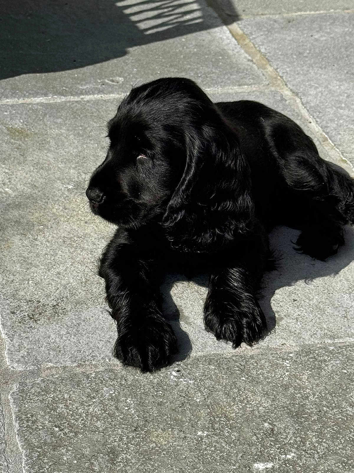 Awai a rejoint le concours — aidez-le/la à gagner de superbes lots ! puppy, dog, black_dog, laying_down, outdoor, sunlight, stone_patio, fur, pet, animal, canine, young_dog, relaxed, shadow, side_view, curious, cute, nature, daylight, domestic_animal
