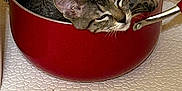 Potato is registered to the contest to win money with this photo: cat, pot, kitchen, countertop, red_pot, animal, pet, feline, relaxing, sleepy, domestic, cozy, curled_up, ears, whiskers, fur, indoor, resting, handle, closeup