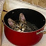 Potato is registered to the contest to win money with this photo: cat, tabby_cat, pot, red_pot, kitchen, floor, tile, curious, animal, pet, indoor, feline, ears, eyes, resting, cozy, container, closeup, domestic_animal, cute