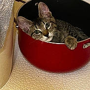 Potato joined the competition — help win amazing prizes! cat, tabby, pet, animal, red_pot, kitchen, curious, indoor, floor, texture, paw, feline, cozy, cute, looking, ears, whiskers, domestic, resting, container