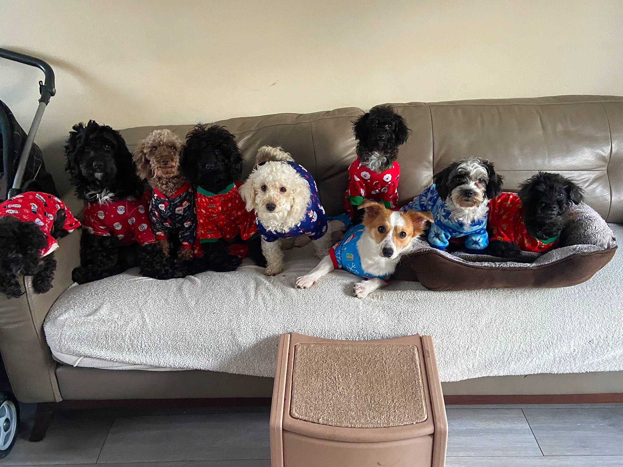 Poodle Mix Family is registered to the contest to win money with this photo: car, carnivore, comfort, companion_dog, couch, dog, dog_breed, dog_supply, flooring, fur, living_room, sofa_bed, sporting_group, studio_couch, stuffed_toy, tire, toy, vehicle, vehicle_door, wheel