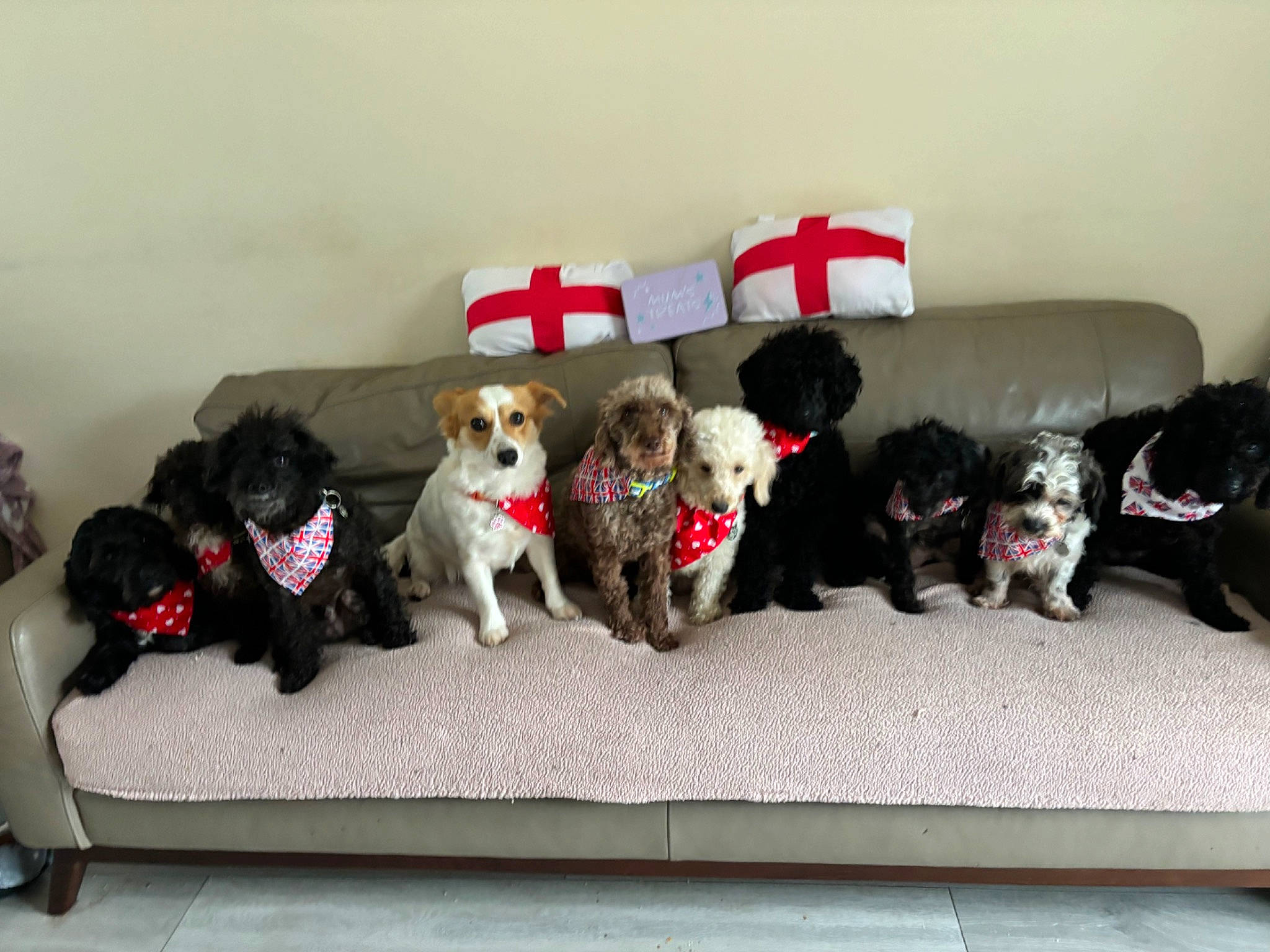Poodle Mix Family joined the competition — help win amazing prizes! bookcase, canidae, carnivore, comfort, companion_dog, couch, dog, dog_breed, dog_supply, floor, flooring, fur, house, interior_design, living_room, pillow, sofa_bed, sporting_group, studio_couch, toy