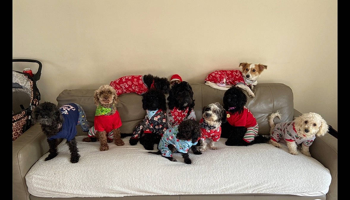 Poodle Mix Family joined the competition — help win amazing prizes! carnivore, companion_dog, couch, dog, dog_breed, dog_supply, doll, event, fawn, flooring, fur, lap, living_room, pattern, plush, room, sitting, stuffed_toy, teddy_bear, toy