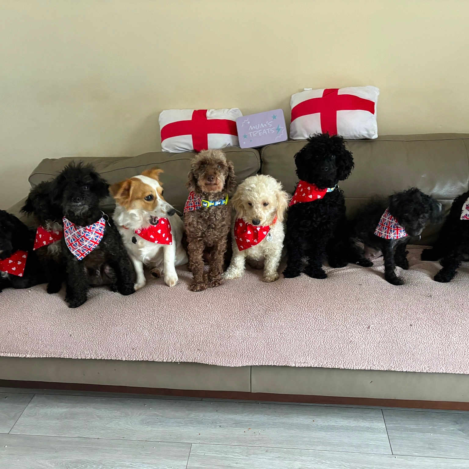 Poodle Mix Family