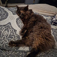 Gypsy joined the competition — help win amazing prizes! animal, bed, bedspread, cat, comfort, cozy, cute, domestic, feline, fluffy, fur, home, indoor, mammal, patterned, pet, quiet, relaxed, resting, sleeping