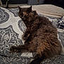 animal, bed, bedspread, cat, comfort, cozy, cute, domestic, feline, fluffy, fur, home, indoor, mammal, patterned, pet, quiet, relaxed, resting, sleeping