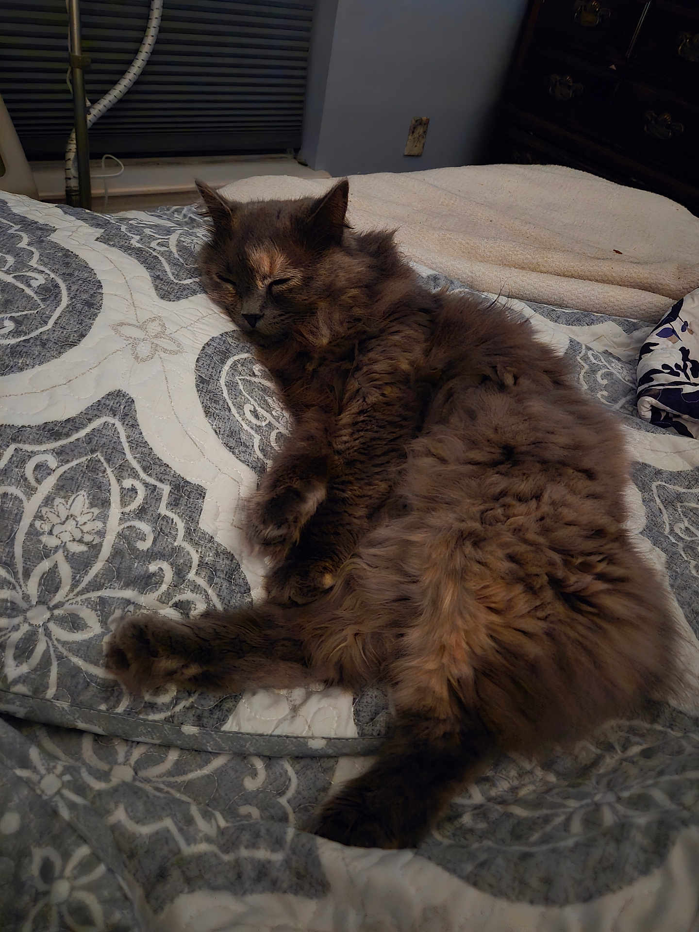 Gypsy