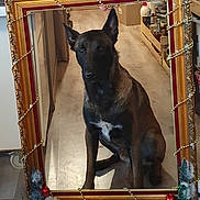 Vegas participe au concours pour gagner de l'argent avec cette photo : dog, frame, hand, floor, wooden_floor, indoor, decorations, beads, sitting, portrait, household, shelf, boxes, festive, ornaments, brown_dog, black_dog, decor, reflection, animal