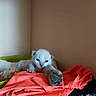 Duchesse a rejoint le concours — aidez-le/la à gagner de superbes lots ! kitten, cat, fluffy, white_fur, blue_eyes, paw, whiskers, animal, pet, cute, young_animal, lying_down, laundry, clothing, bright_colors, indoors, bedroom, textiles, portrait, closeup