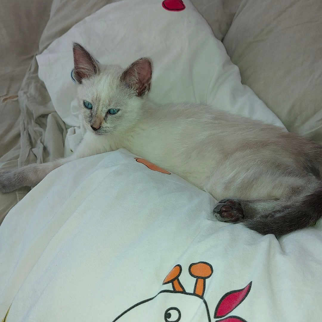Duchesse