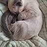 Duchesse a rejoint le concours — aidez-le/la à gagner de superbes lots ! cat, kitten, siamese_cat, sleeping, curled_up, furry, tail, paws, ears, blanket, plush, cozy, indoors, pet, animal, resting, close_up, portrait, soft_texture, smartphone_screenshot