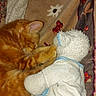 Speedy participe au concours pour gagner de l'argent avec cette photo : cat, kitten, orange_cat, sleeping, sleepy, cuddling, stuffed_animal, teddy_bear, toy, blanket, bed, cozy, indoor, pet, furry, animal, cute, relaxed, closeup, portrait