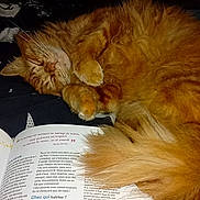 Speedy a rejoint le concours — aidez-le/la à gagner de superbes lots ! cat, orange_cat, fluffy, sleeping, pet, animal, whiskers, paws, fur, long_hair, tabby, relaxed, lying_down, bed, magazine, reading, indoors, cozy, portrait, flash_photography