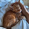 Speedy participe au concours pour gagner de l'argent avec cette photo : kitten, cat, orange_tabby, white_patches, sleeping, curled_up, fluffy, fur, whiskers, ears, paws, tail, pet, hand, human_touch, bed, bedding, white_sheets, indoors, cozy