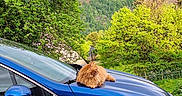 Speedy a rejoint le concours — aidez-le/la à gagner de superbes lots ! cat, orange_cat, fluffy_cat, long_hair, animal, pet, car, blue_car, vehicle, hood, mountain, mountain_view, valley, landscape, trees, forest, greenery, outdoors, scenic, travel