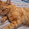 Gaston a rejoint le concours — aidez-le/la à gagner de superbes lots ! cat, orange_cat, sleeping, resting, lying_down, fur, tabby, whiskers, closed_eyes, paws, tail, quilt, blanket, bed, cozy, indoor, phone, relaxed, pet, nap